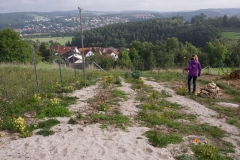 Kartoffelreihen zum Abmagern