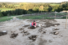Zwiebeln setzen