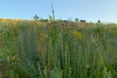 magerwiese2
