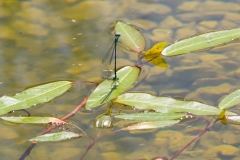 Speicherteich Juli 2019